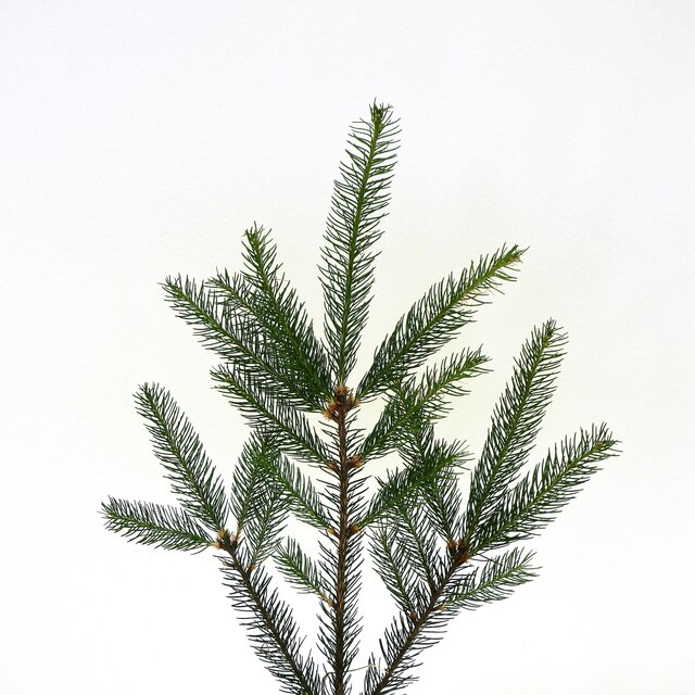 Picea abies