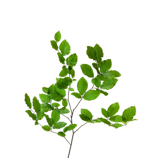 Fagus sylvatica