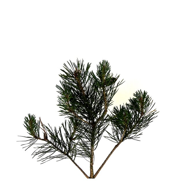 Pinus sylvestris
