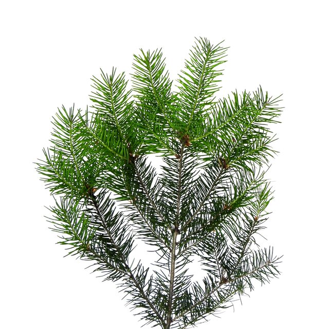 Pseudotsuga menziesii