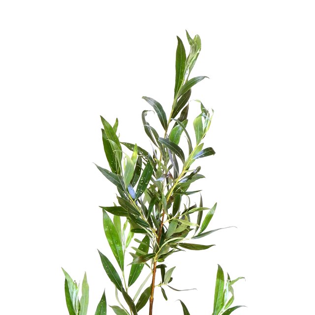 Salix alba