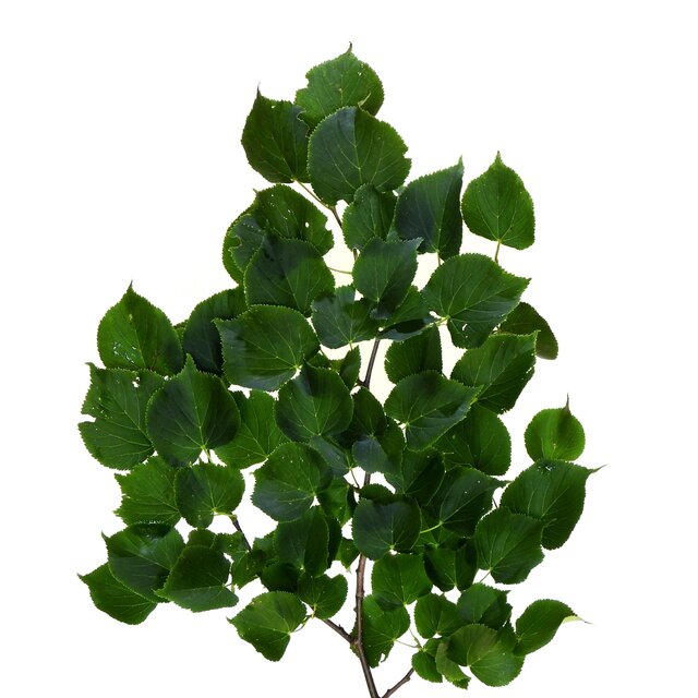 Tilia cordata