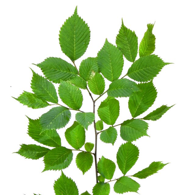 Ulmus minor
