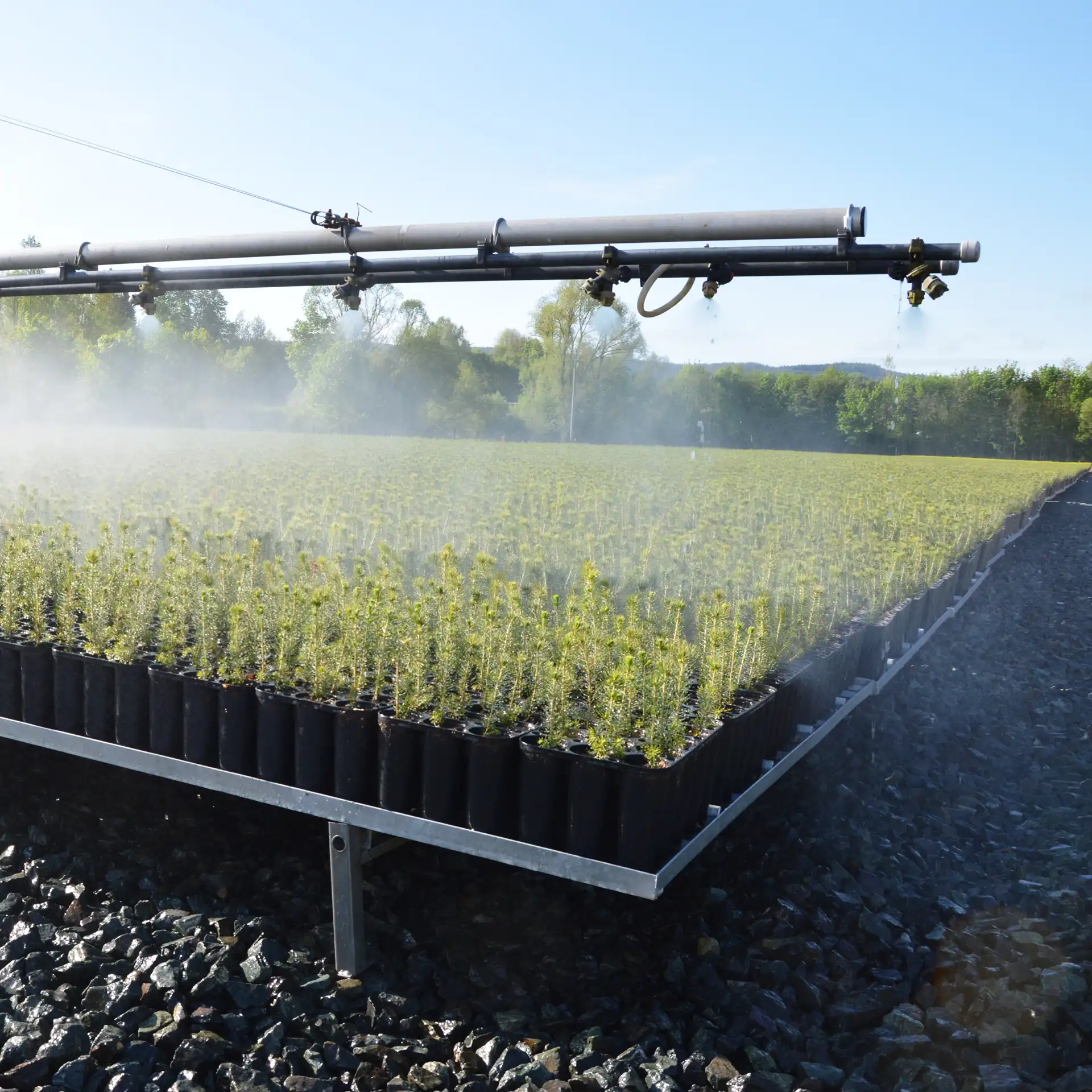 Forest nursery Nové Zámky - Hostinné Forest nursery Nové Zámky - Hostinné