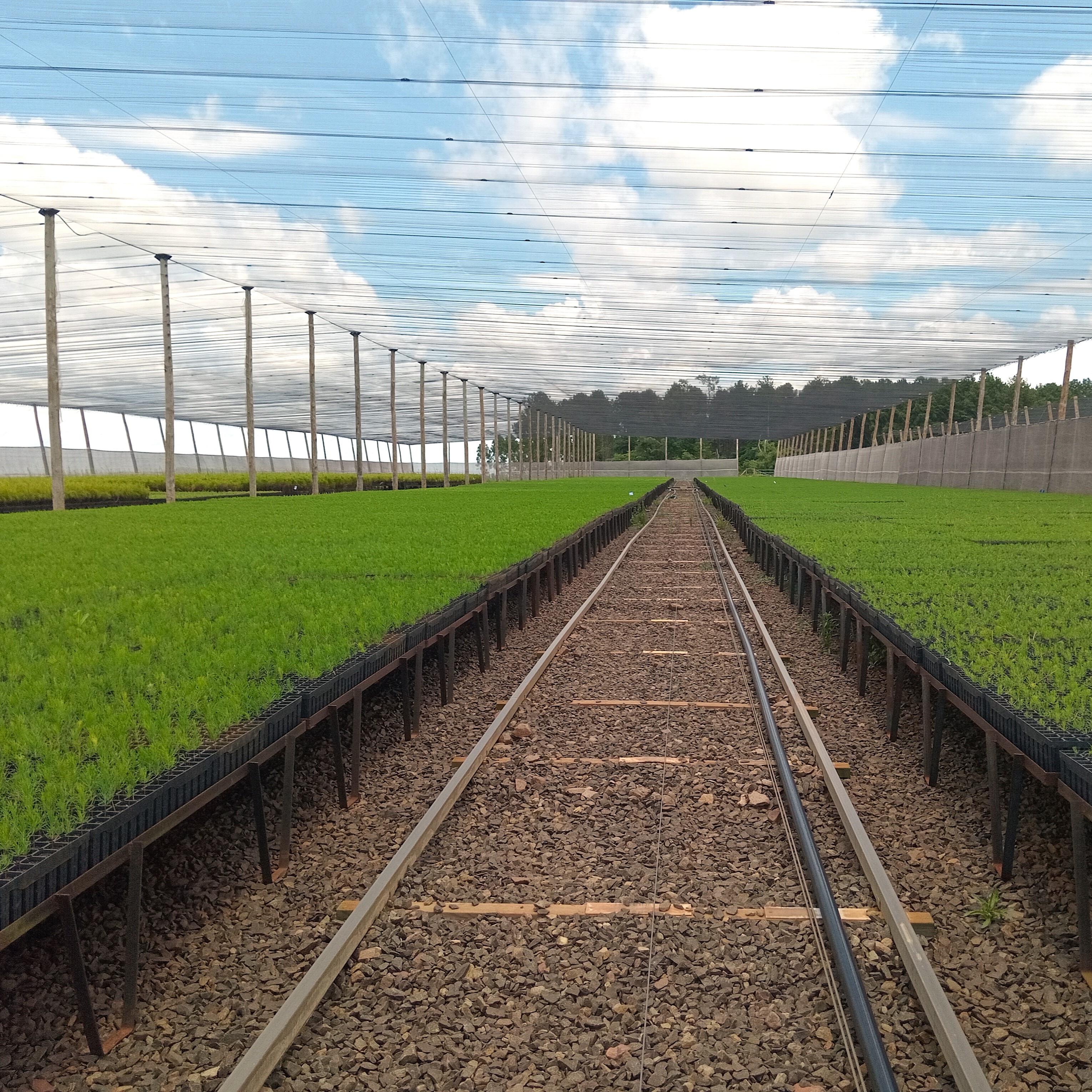 Forest nursery Virasoro Forest nursery Virasoro