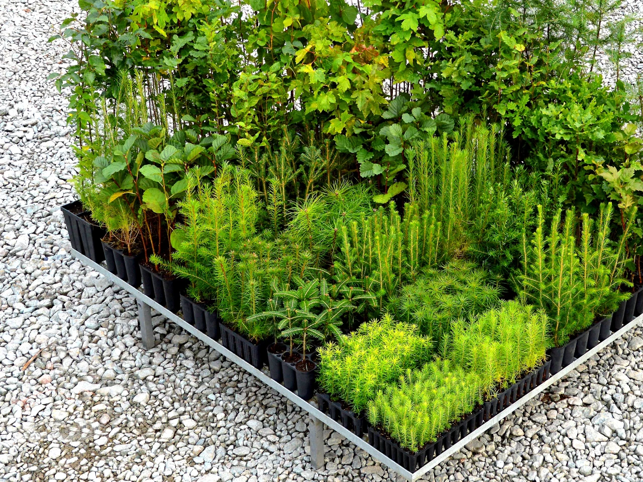 Containerizedseedlings Containerizedseedlings