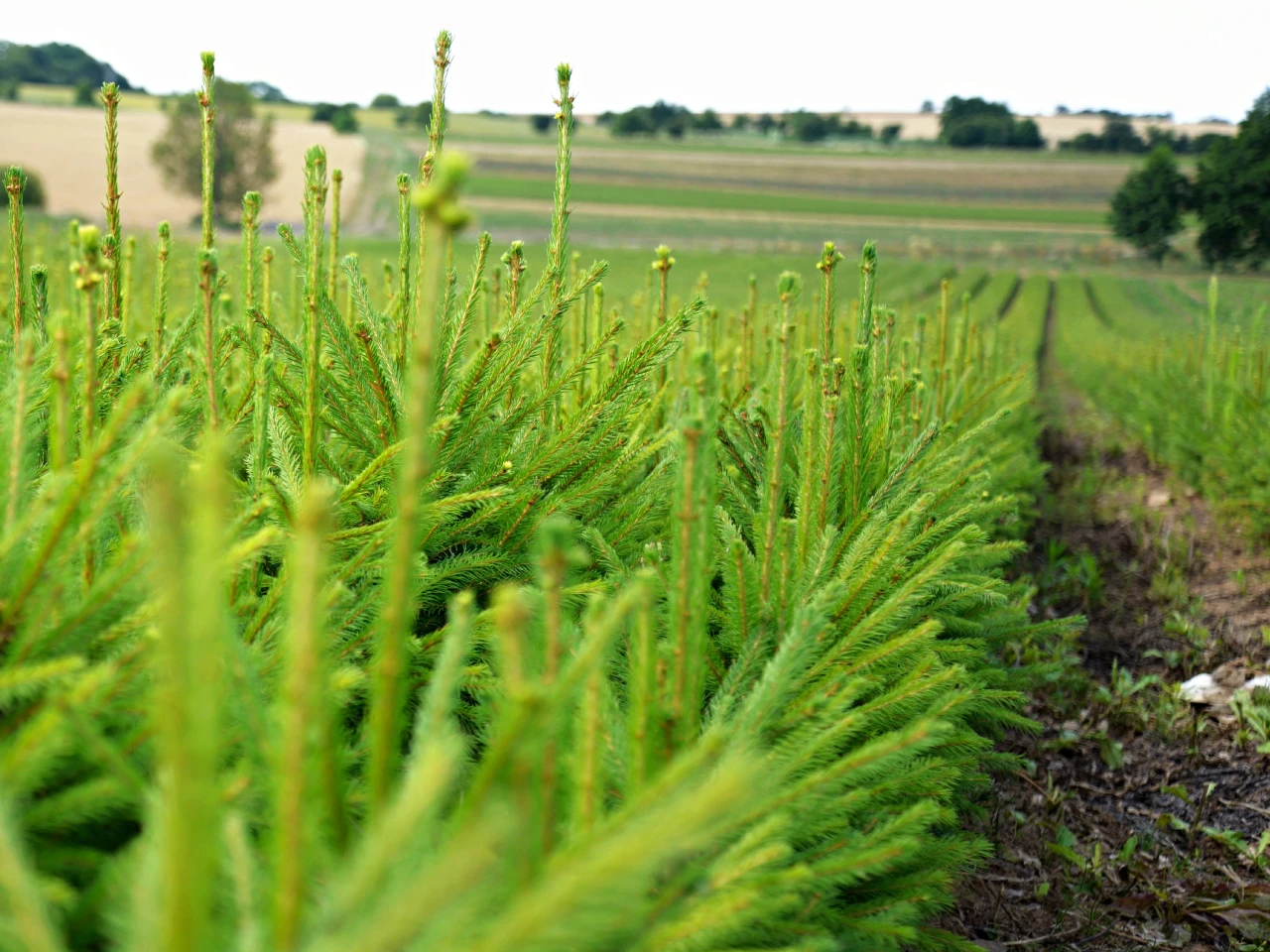 Bare-rootseedlings Bare-rootseedlings