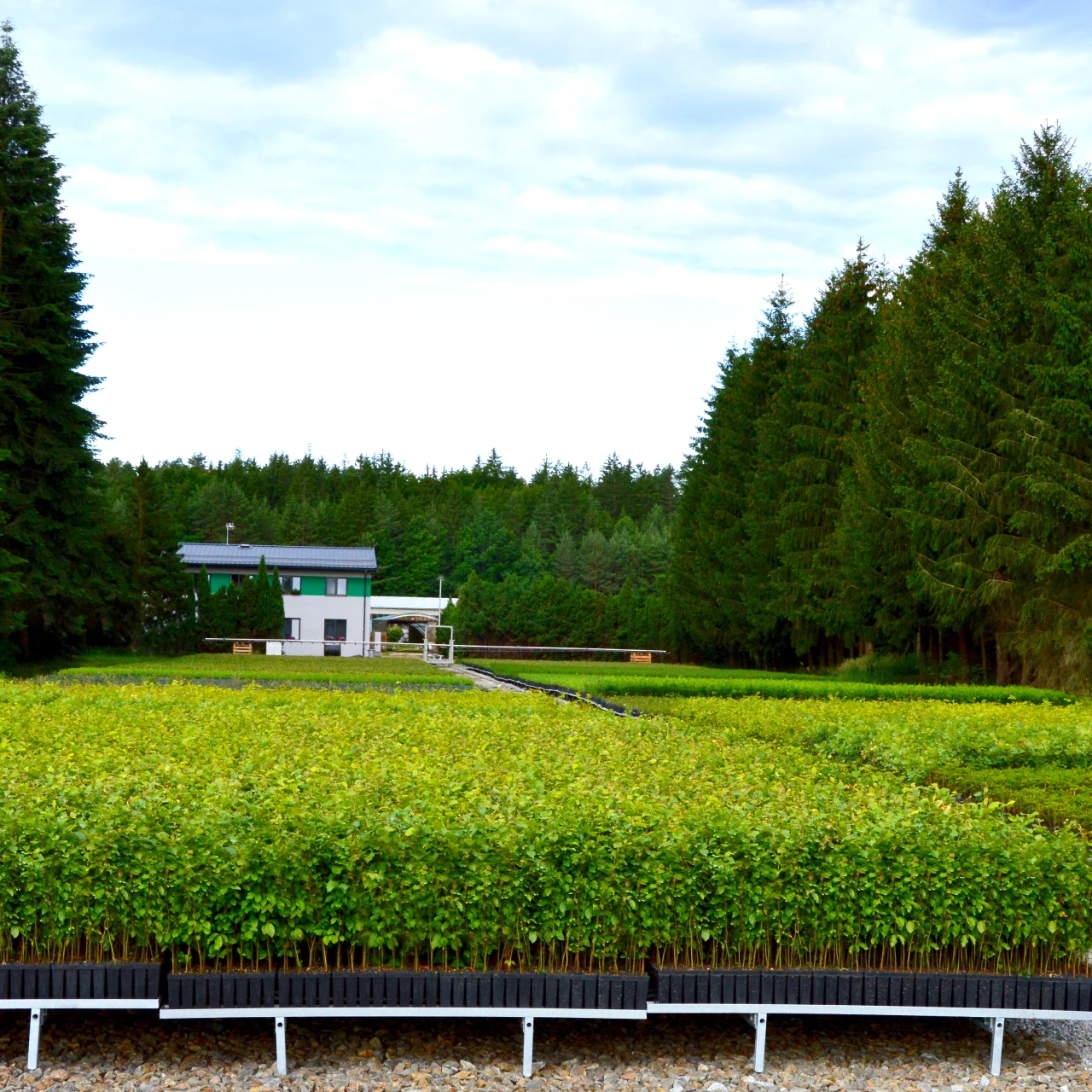 Subsidiary for Forest Nursery Žofinka Subsidiary for Forest Nursery Žofinka