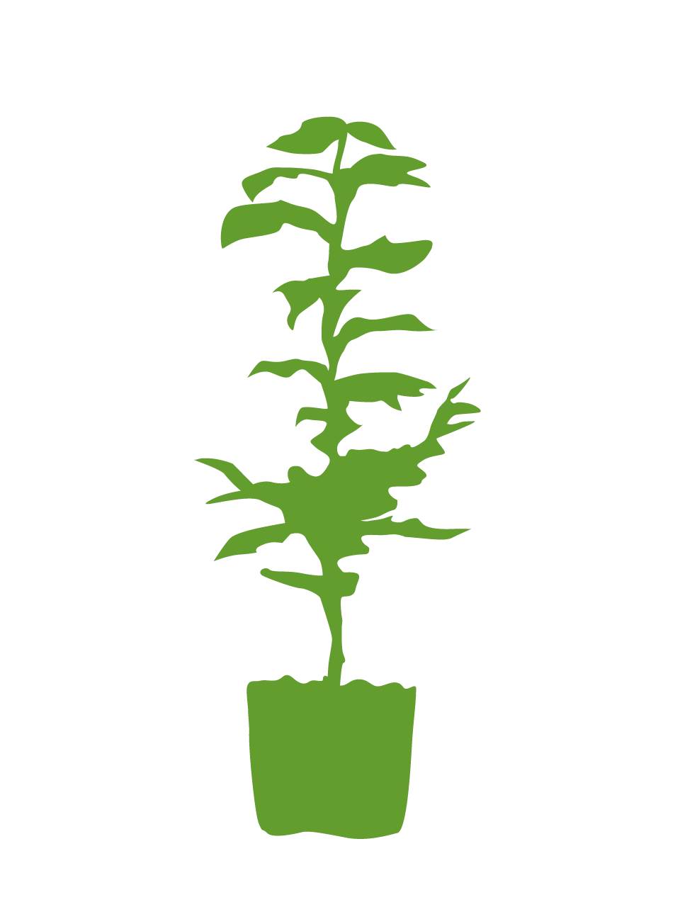 Alnus incana